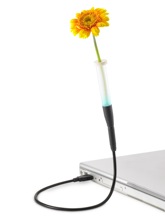 haan-P-rgb